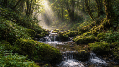 where vezyolatens come from