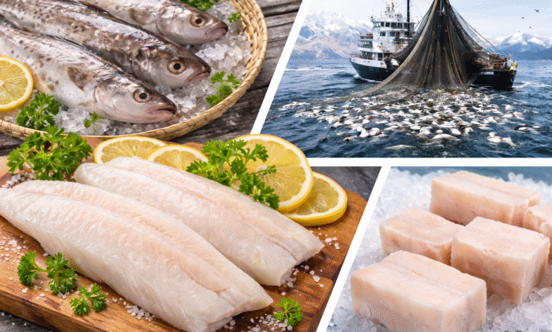 Alaskan Seiti Overview